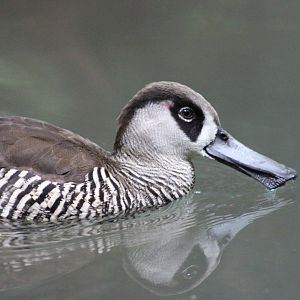 Children’s Zoo - Pink-eared Duck