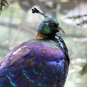 Children’s Zoo - Himalayan Monal