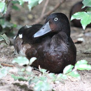 Children’s Zoo - Lesser Scaup (?)