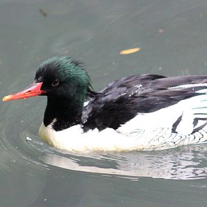 Children’s Zoo - Scaly-sided Merganser