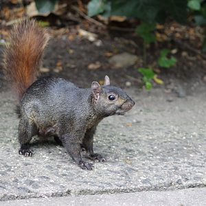 Wild Gray Squirrel