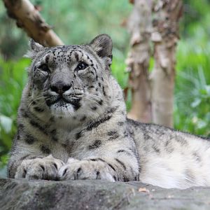 Snow Leopard