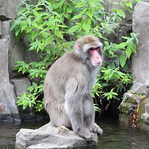 Japanese Macaque