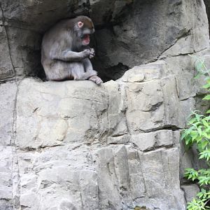 Japanese Macaque