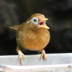 Tropic Zone - Chinese Hwamei