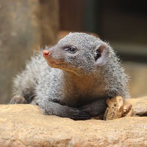 Tropic Zone - Banded Mongoose