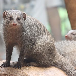 Tropic Zone - Banded Mongoose