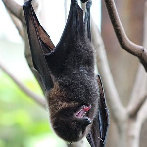 Tropic Zone - Rodrigues Fruit Bat