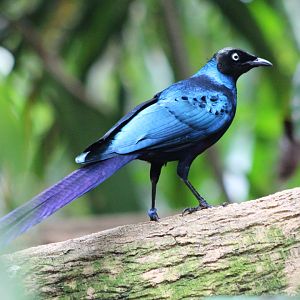 Tropic Zone - Long-tailed Glossy Starling