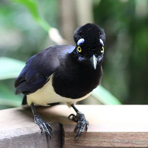Tropic Zone - Plush-crested Jay