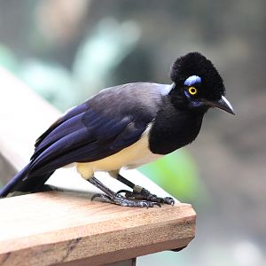 Tropic Zone - Plush-crested Jay