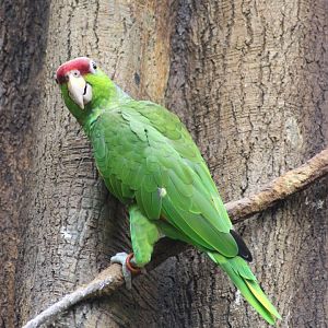 Tropic Zone - Lilac-crowned Amazon