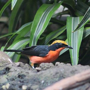 Tropic Zone - Yellow-crowned Gonolek