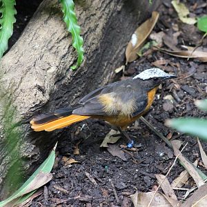 Tropic Zone - White-crowned Robin-chat (?)