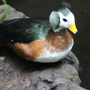 Tropic Zone - African Pygmy Goose