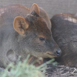 Haechan the Southern Pudu