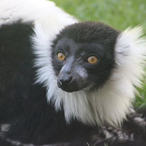 Black and White Ruffed Lemur