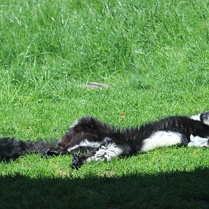 Sunbathing Black and White Ruffed Lemur