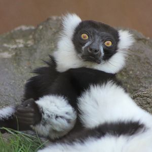 Black and White Ruffed Lemur