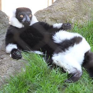 Sunbathing Black and White Ruffed Lemur