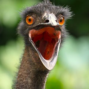 Emu