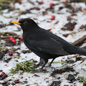 Blackbird In My Garden This Afternoon