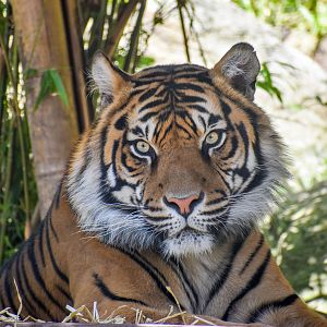 Sumatran Tiger