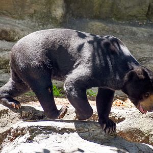 Malayan Sun Bear