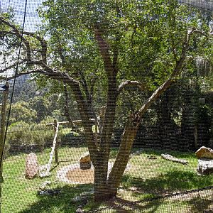 Andean Condor Enclosure
