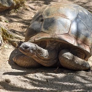 Aldabra Giant Tortoise