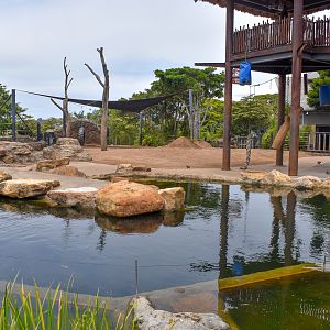 Asian Elephant Enclosure - main viewing area