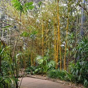 Rainforest Trail - Palm Aviary