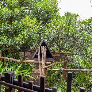 Rainforest Trail - Binturong Enclosure