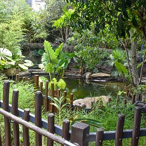 Rainforest Trail - Pygmy Hippo Enclosure