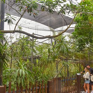 Rainforest Trail - White-cheeked Gibbon Enclosure