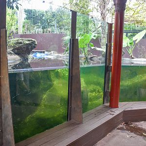 Rainforest Trail - Pygmy Hippo Underwater Viewing