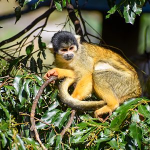 Bolivian Squirrel Monkey
