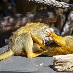 Bolivian Squirrel Monkeys