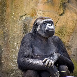 Western Lowland Gorilla