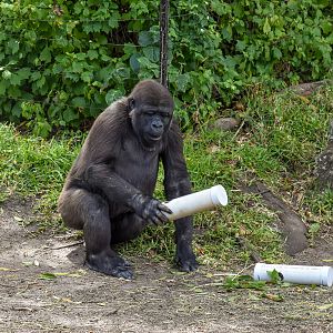 Gorilla Enrichment