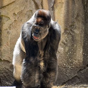 Western Lowland Gorilla