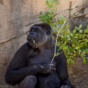 Western Lowland Gorilla