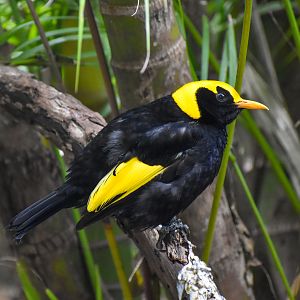 Regent Bowerbird