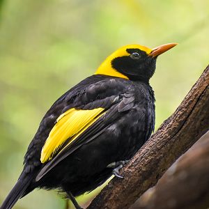 Regent Bowerbird