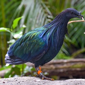 Nicobar Pigeon