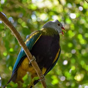 Wompoo Fruit-Dove