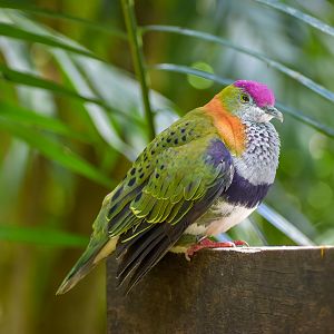 Superb Fruit-Dove