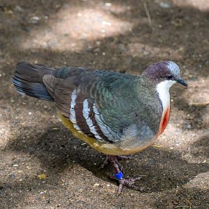 Luzon Bleeding-heart Dove