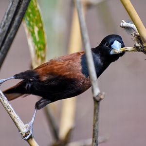 Black-headed Mannikin