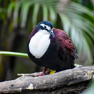White-breasted Ground-Dove